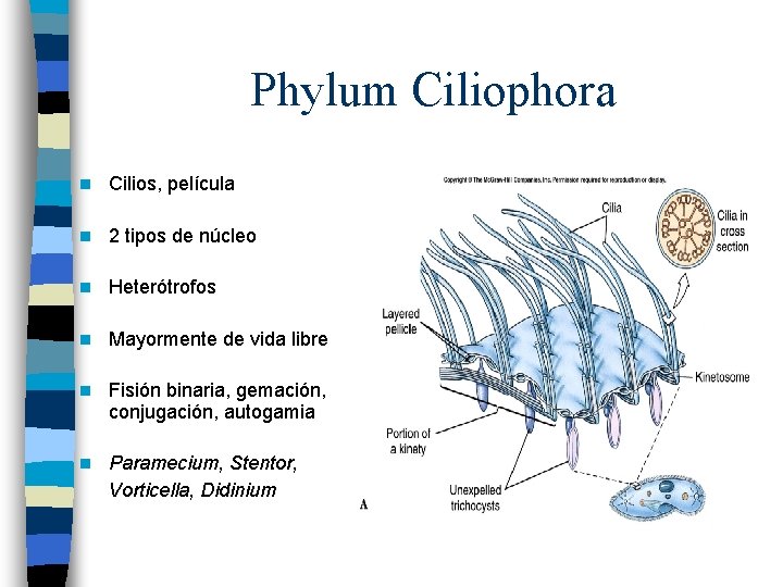 Phylum Ciliophora n Cilios, película n 2 tipos de núcleo n Heterótrofos n Mayormente