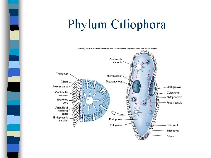 Phylum Ciliophora 