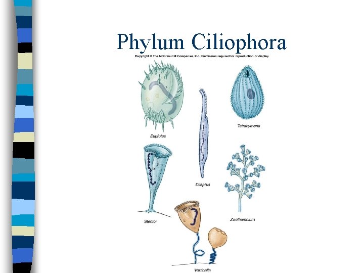 Phylum Ciliophora 