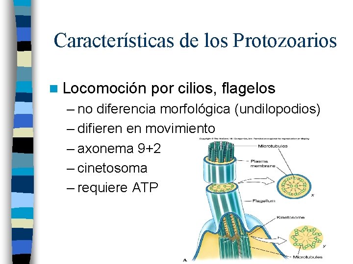 Características de los Protozoarios n Locomoción por cilios, flagelos – no diferencia morfológica (undilopodios)