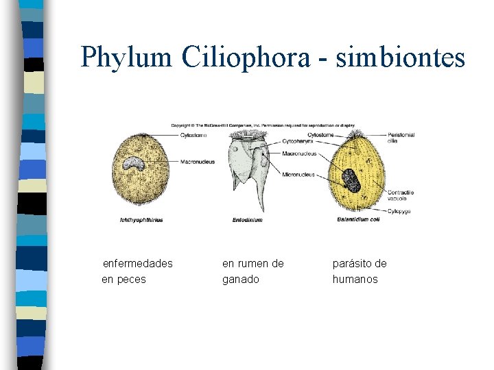 Phylum Ciliophora - simbiontes enfermedades en peces en rumen de ganado parásito de humanos