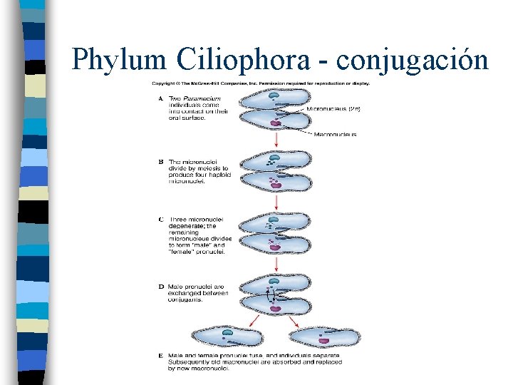 Phylum Ciliophora - conjugación 