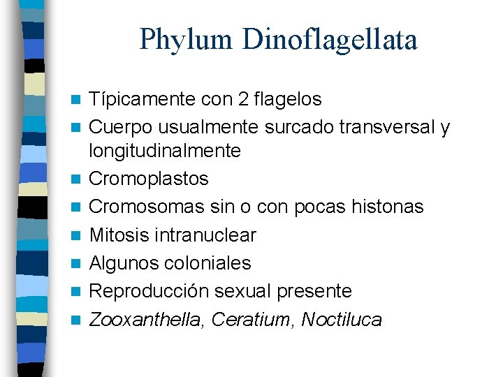 Phylum Dinoflagellata n n n n Típicamente con 2 flagelos Cuerpo usualmente surcado transversal