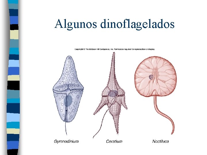 Algunos dinoflagelados 