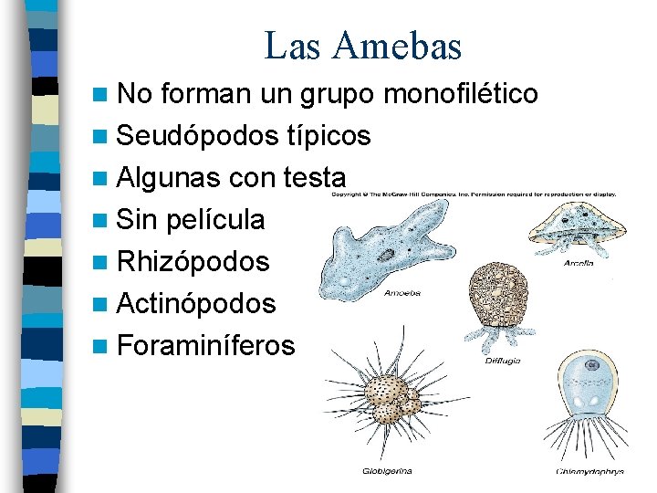 Las Amebas n No forman un grupo monofilético n Seudópodos típicos n Algunas con