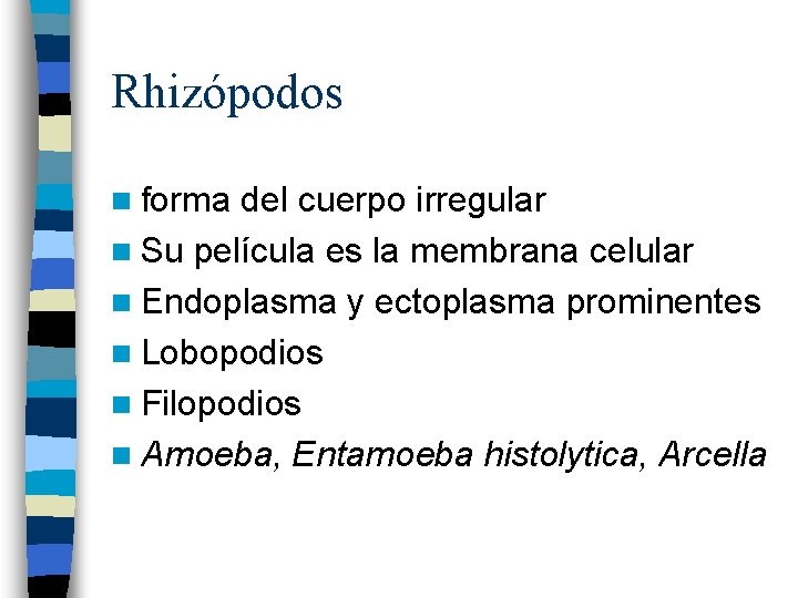 Rhizópodos n forma del cuerpo irregular n Su película es la membrana celular n