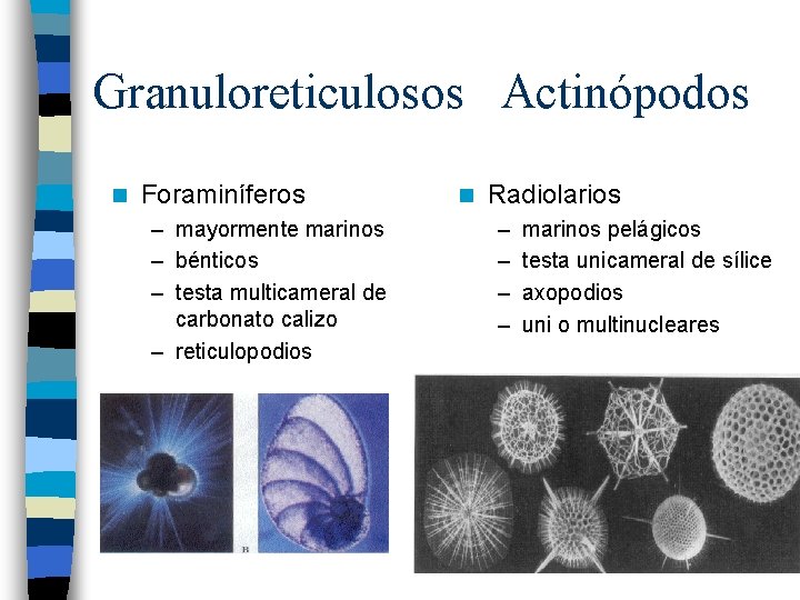 Granuloreticulosos Actinópodos n Foraminíferos – mayormente marinos – bénticos – testa multicameral de carbonato