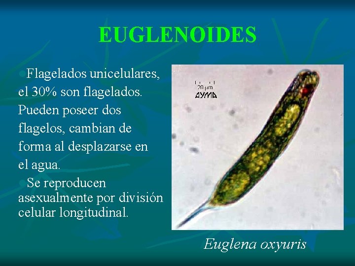 EUGLENOIDES l. Flagelados unicelulares, el 30% son flagelados. Pueden poseer dos flagelos, cambian de