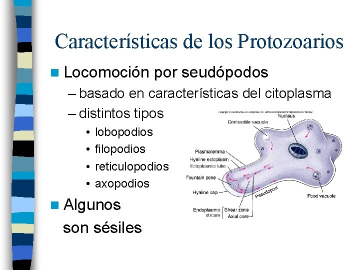 Características de los Protozoarios n Locomoción por seudópodos – basado en características del citoplasma