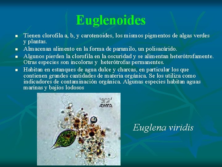 Euglenoides n n Tienen clorofila a, b, y carotenoides, los mismos pigmentos de algas