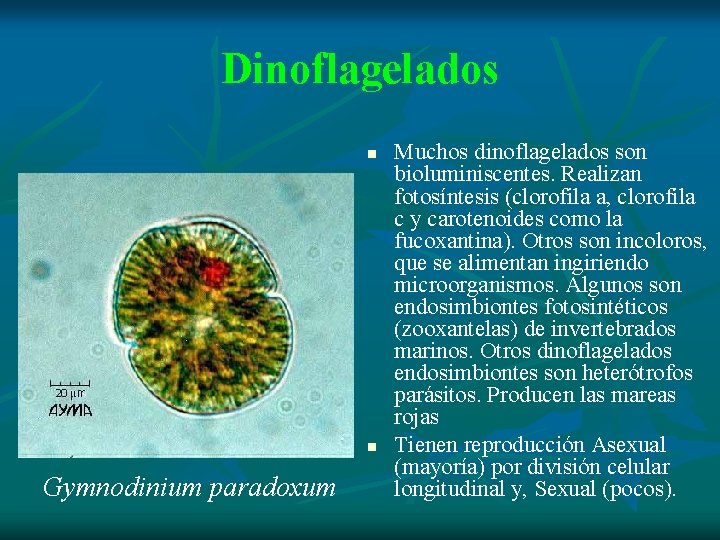 Dinoflagelados n n Gymnodinium paradoxum Muchos dinoflagelados son bioluminiscentes. Realizan fotosíntesis (clorofila a, clorofila