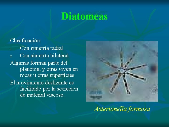 Diatomeas Clasificación: 1. Con simetría radial 2. Con simetría bilateral Algunas forman parte del