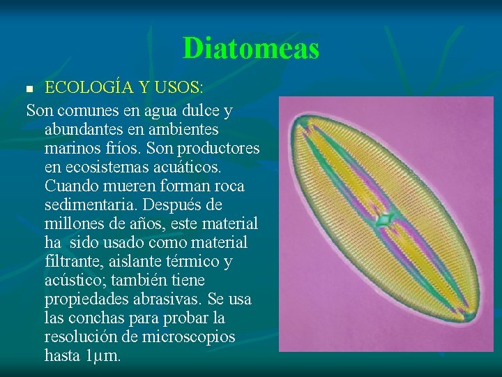 Diatomeas ECOLOGÍA Y USOS: Son comunes en agua dulce y abundantes en ambientes marinos