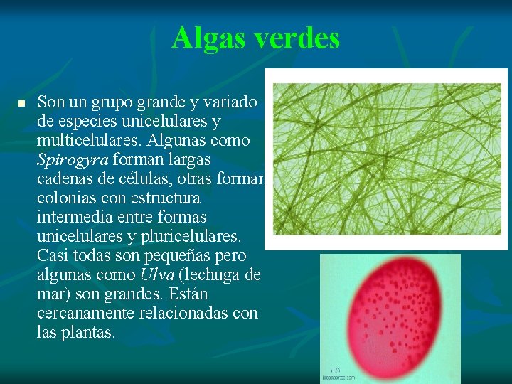 Algas verdes n Son un grupo grande y variado de especies unicelulares y multicelulares.