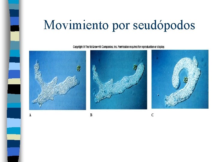 Movimiento por seudópodos 