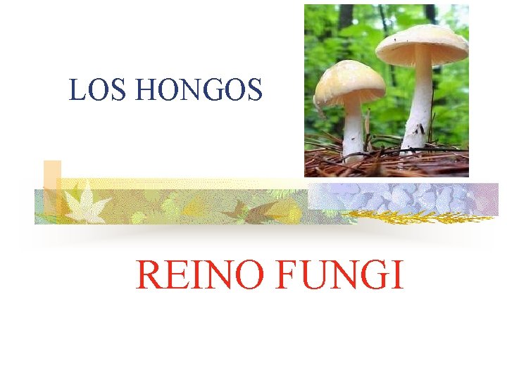 LOS HONGOS REINO FUNGI 