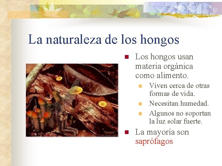 La naturaleza de los hongos n Los hongos usan materia orgánica como alimento. n
