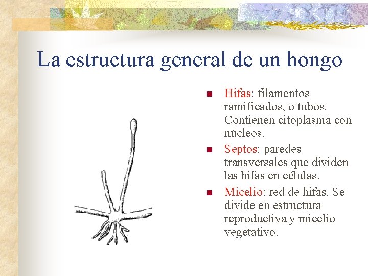 La estructura general de un hongo n n n Hifas: filamentos ramificados, o tubos.