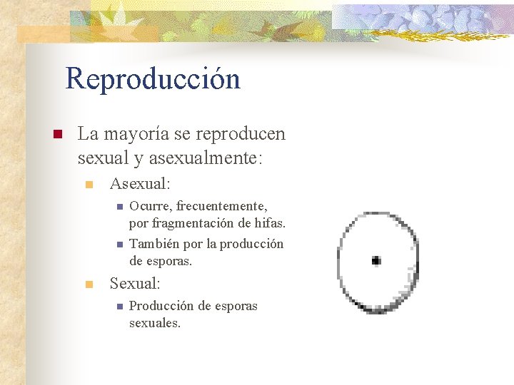 Reproducción n La mayoría se reproducen sexual y asexualmente: n Asexual: n n n