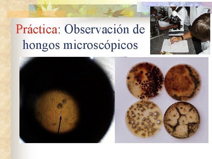 Práctica: Observación de hongos microscópicos 