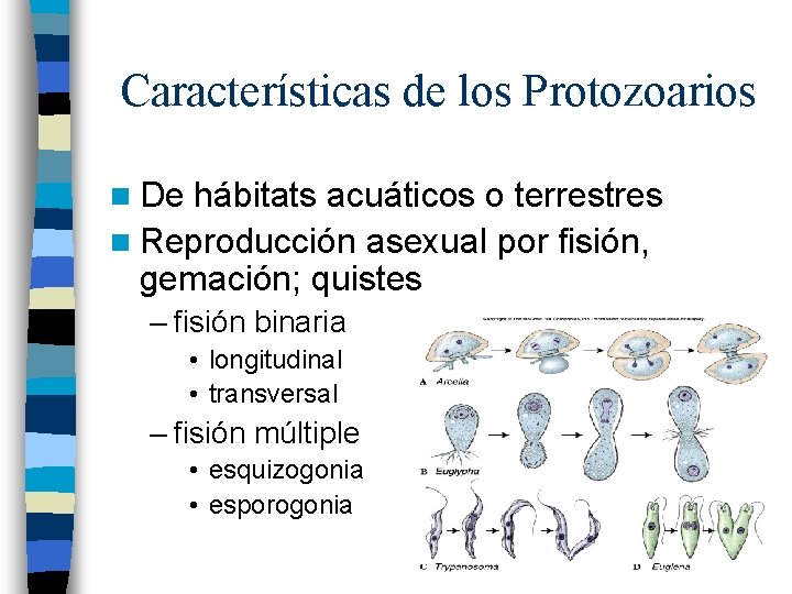 Características de los Protozoarios n De hábitats acuáticos o terrestres n Reproducción asexual por