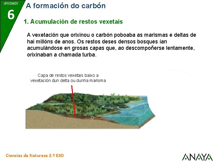 UNIDADE 6 A formación do carbón 1. Acumulación de restos vexetais A vexetación que