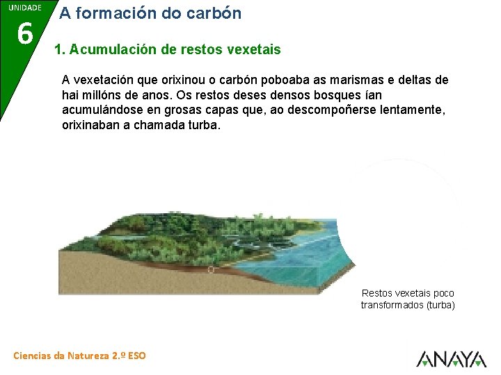 UNIDADE 6 A formación do carbón 1. Acumulación de restos vexetais A vexetación que