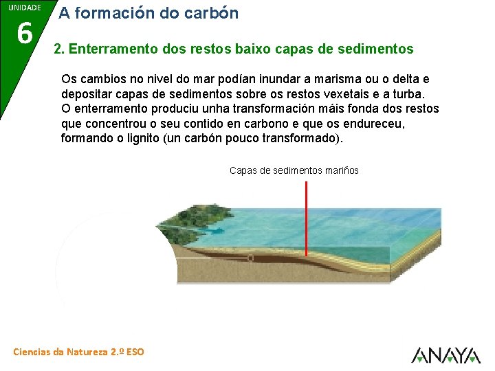 UNIDADE 6 A formación do carbón 2. Enterramento dos restos baixo capas de sedimentos