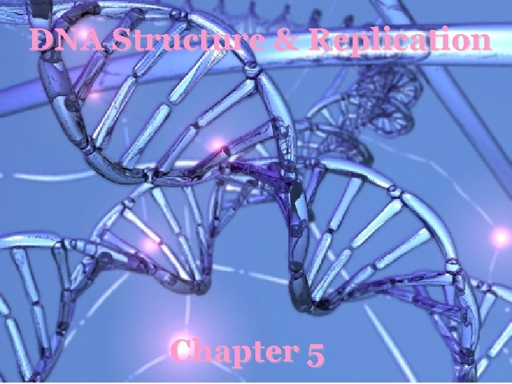 DNA Structure & Replication Chapter 5 