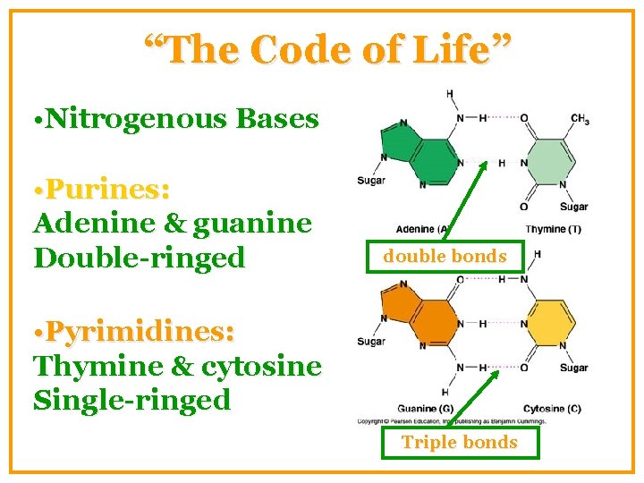 “The Code of Life” • Nitrogenous Bases • Purines: Adenine & guanine Double-ringed double