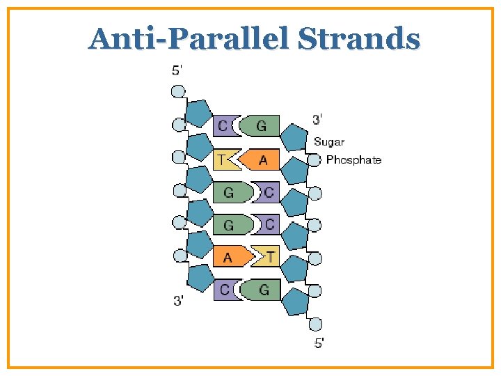 Anti-Parallel Strands 