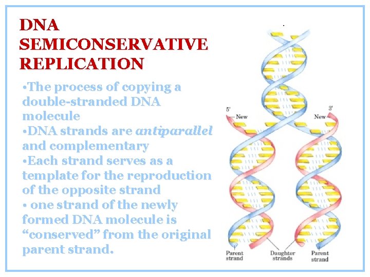 DNA SEMICONSERVATIVE REPLICATION • The process of copying a double-stranded DNA molecule • DNA