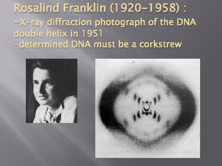 Rosalind Franklin (1920 -1958) : -X-ray diffraction photograph of the DNA double helix in