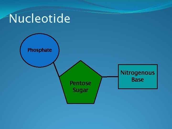 Nucleotide Phosphate Pentose Sugar Nitrogenous Base 