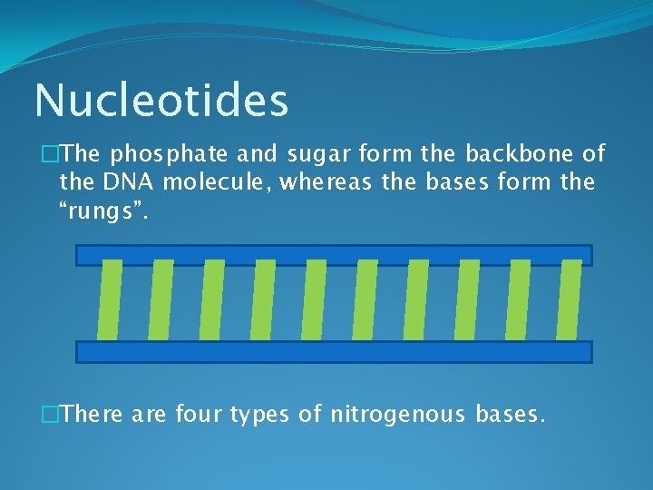 Nucleotides �The phosphate and sugar form the backbone of the DNA molecule, whereas the