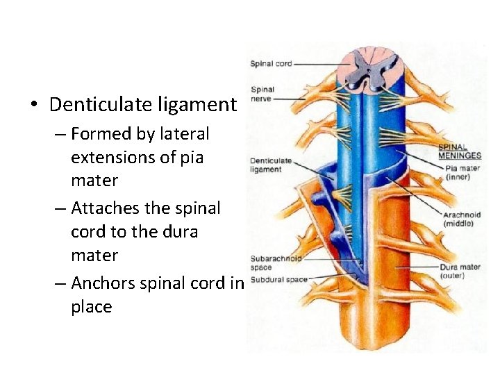 • Denticulate ligament – Formed by lateral extensions of pia mater – Attaches • Denticulate ligament – Formed by lateral extensions of pia mater – Attaches