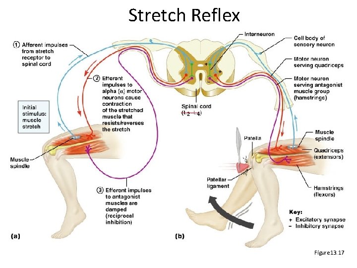 Stretch Reflex ____ Figure 13. 17 Stretch Reflex ____ Figure 13. 17