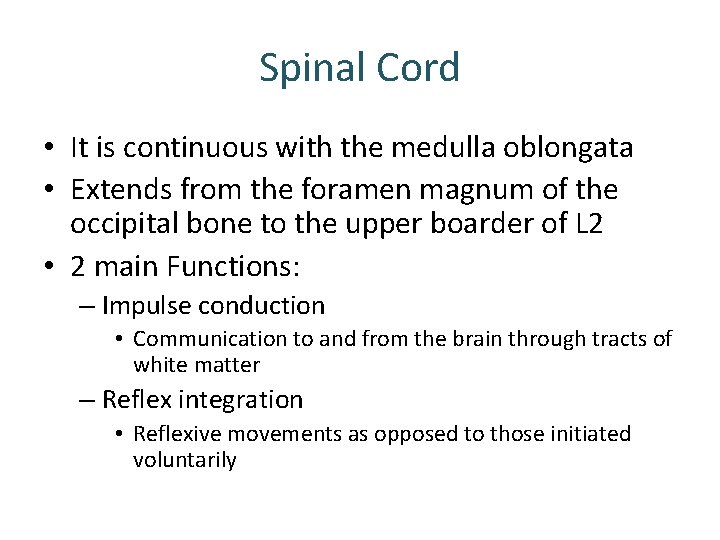 Spinal Cord • It is continuous with the medulla oblongata • Extends from the Spinal Cord • It is continuous with the medulla oblongata • Extends from the