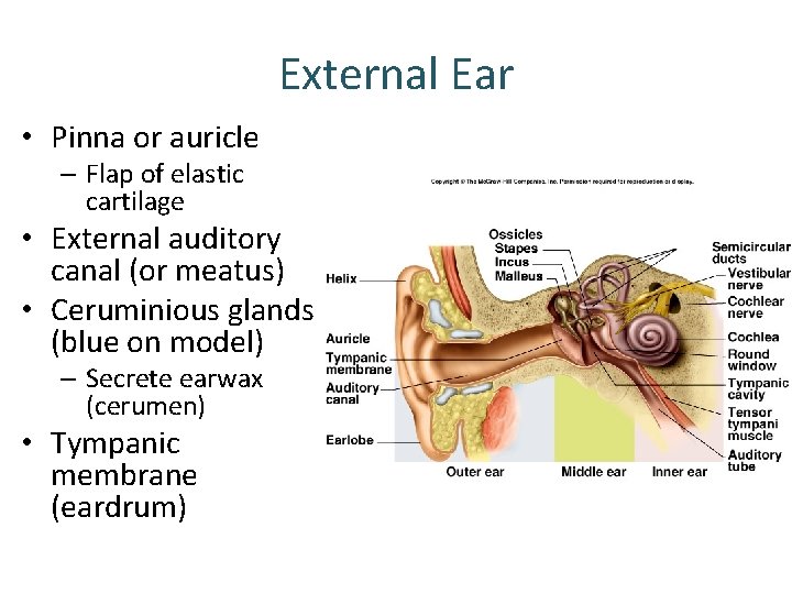 External Ear • Pinna or auricle – Flap of elastic cartilage • External auditory External Ear • Pinna or auricle – Flap of elastic cartilage • External auditory