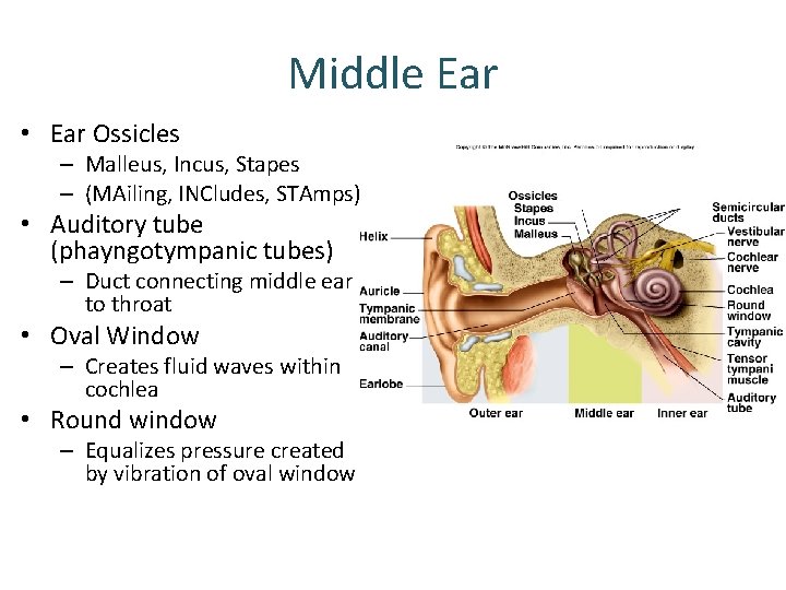 Middle Ear • Ear Ossicles – Malleus, Incus, Stapes – (MAiling, INCludes, STAmps) • Middle Ear • Ear Ossicles – Malleus, Incus, Stapes – (MAiling, INCludes, STAmps) •