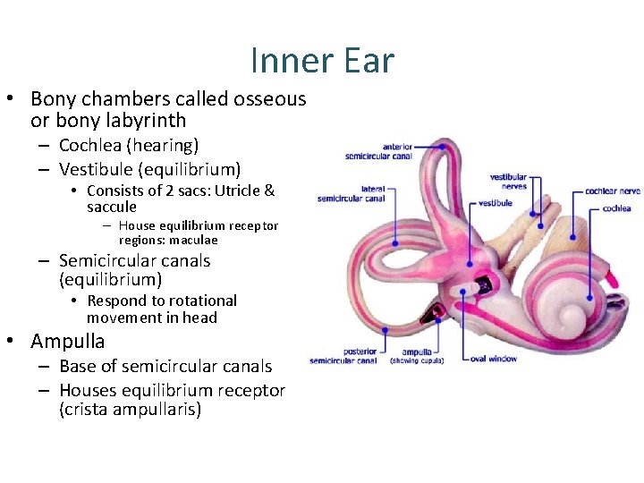 Inner Ear • Bony chambers called osseous or bony labyrinth – Cochlea (hearing) – Inner Ear • Bony chambers called osseous or bony labyrinth – Cochlea (hearing) –