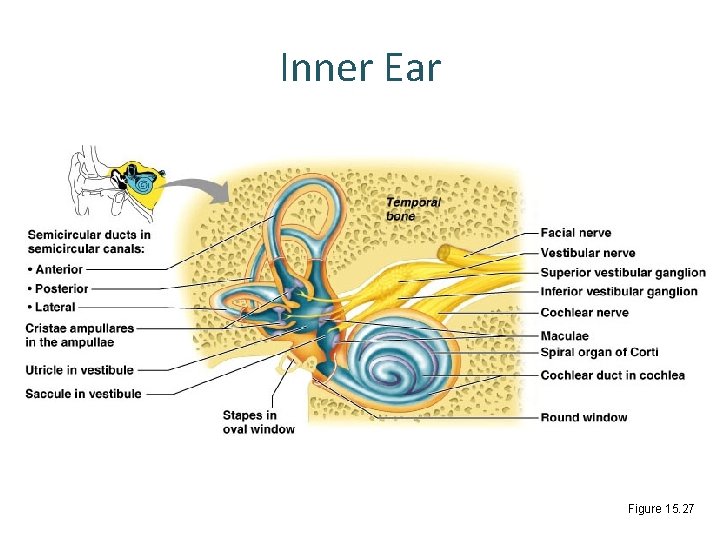 Inner Ear Figure 15. 27 Inner Ear Figure 15. 27