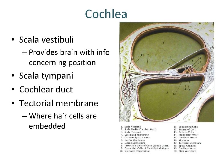 Cochlea • Scala vestibuli – Provides brain with info concerning position • Scala tympani Cochlea • Scala vestibuli – Provides brain with info concerning position • Scala tympani