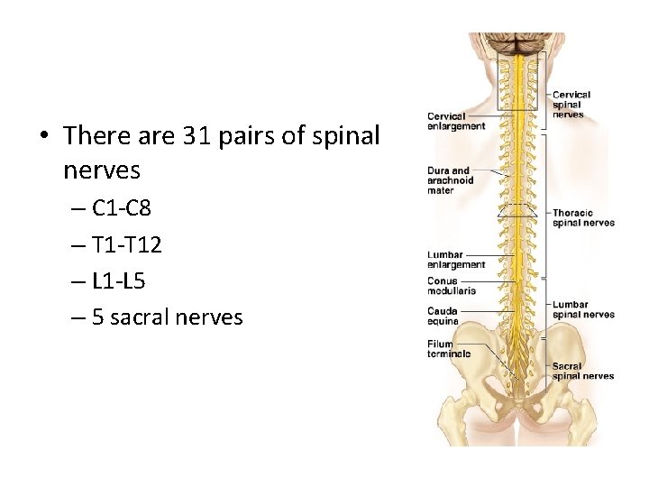• There are 31 pairs of spinal nerves – C 1 -C 8 • There are 31 pairs of spinal nerves – C 1 -C 8