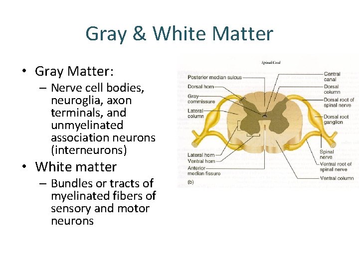 Gray & White Matter • Gray Matter: – Nerve cell bodies, neuroglia, axon terminals, Gray & White Matter • Gray Matter: – Nerve cell bodies, neuroglia, axon terminals,