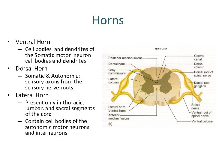 Horns • Ventral Horn – Cell bodies and dendrites of the Somatic motor neuron Horns • Ventral Horn – Cell bodies and dendrites of the Somatic motor neuron