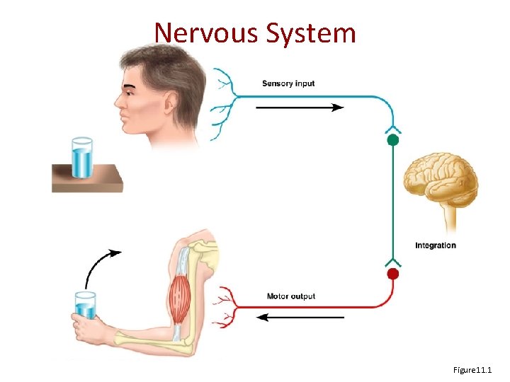 Nervous System Figure 11. 1 Nervous System Figure 11. 1