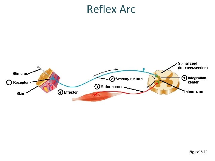 Reflex Arc Spinal cord (in cross-section) Stimulus 1 2 Sensory neuron Receptor 3 Integration Reflex Arc Spinal cord (in cross-section) Stimulus 1 2 Sensory neuron Receptor 3 Integration