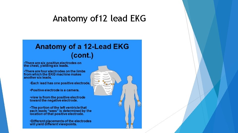 Anatomy of 12 lead EKG 
