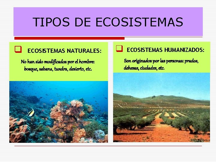 TIPOS DE ECOSISTEMAS q ECOSISTEMAS NATURALES: No han sido modificados por el hombre: bosque,